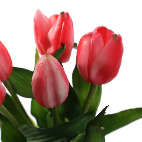 TULIP X5 BUNDLE 30CM BEAUTY