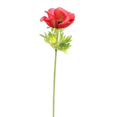 40220004-be_0.jpg