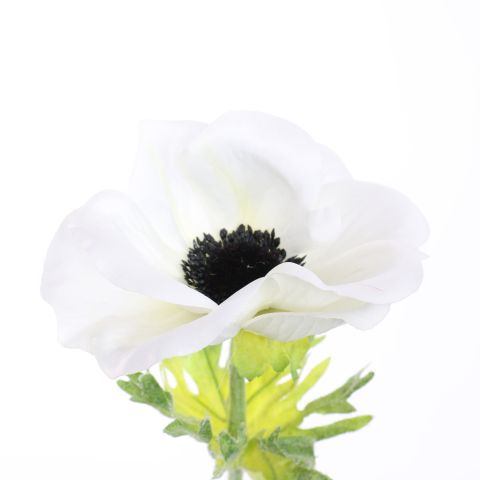 ANEMONE 60CM CREAM