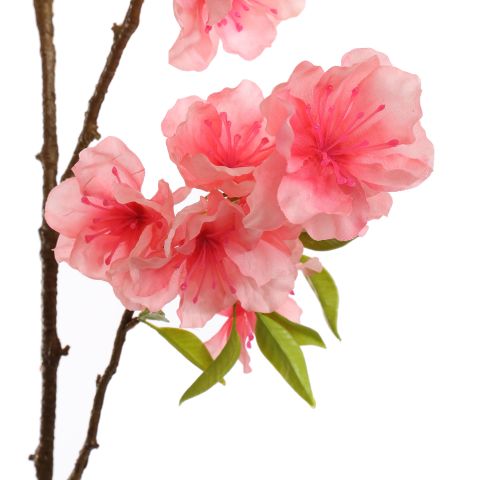 LARGE PEACH BLOSSOM 115CM BEAUTY