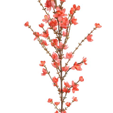 GIANT WINTERSWEET 150CM PINK