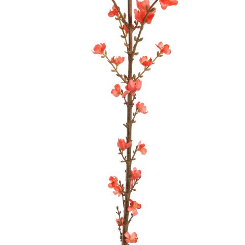 GIANT WINTERSWEET 150CM PINK