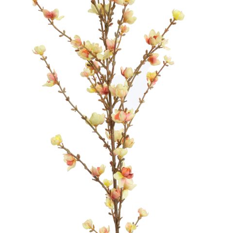 GIANT WINTERSWEET 150CM PINK YELLOW