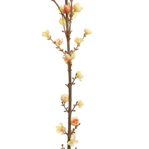 GIANT WINTERSWEET 150CM PINK YELLOW