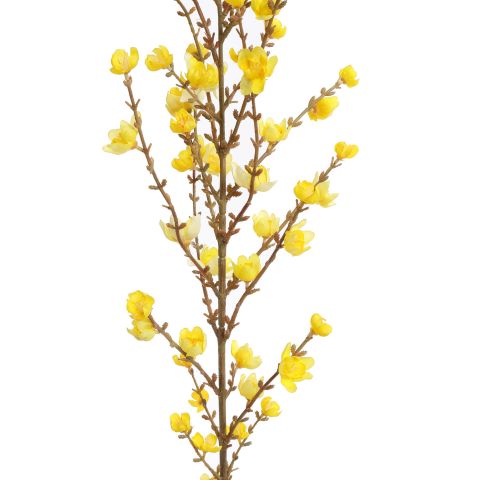 GIANT WINTERSWEET 150CM YELLOW