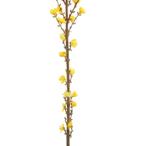 GIANT WINTERSWEET 150CM YELLOW