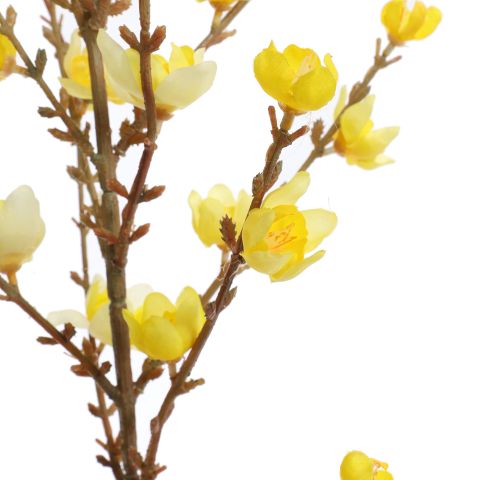 GIANT WINTERSWEET 150CM YELLOW