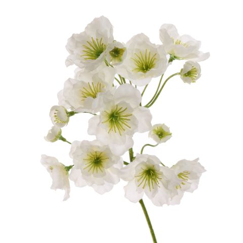 PEACH BLOSSOM 100CM CREAM