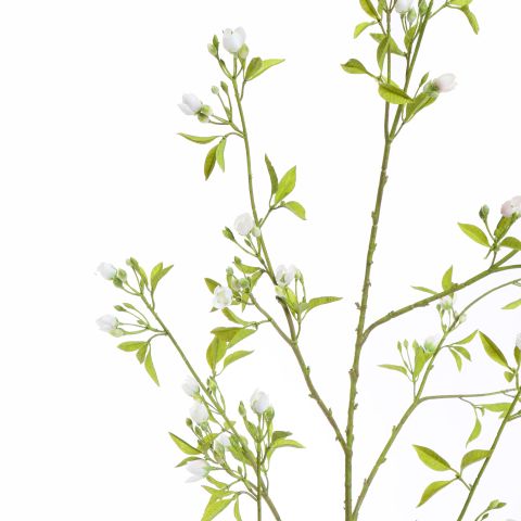 PEACH BLOSSOM 142CM CREAM