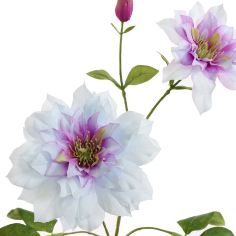 CLEMATIS DIAMANTINA 70CM LILA