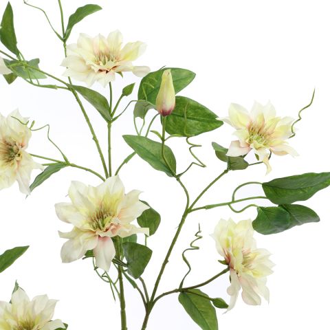 CLEMATIS DIAMANTINA 115CM GREEN