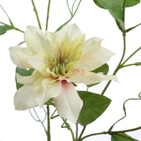CLEMATIS DIAMANTINA 115CM GREEN