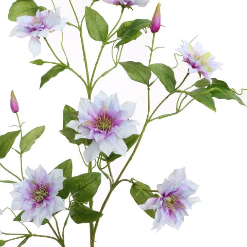 CLEMATIS DIAMANTINA 115CM LILA