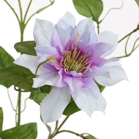 CLEMATIS DIAMANTINA 115CM LILA