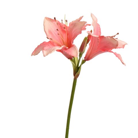 HIPPEASTRUM SPRAY 77CM PINK