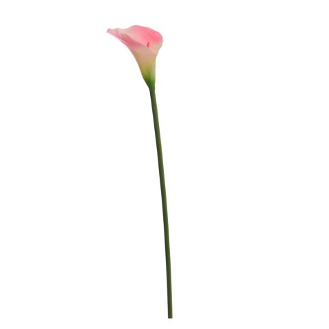 40260022 PI.jpg