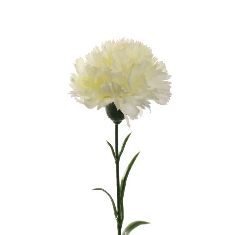 SINGLE CARNATION 60CM CREAM