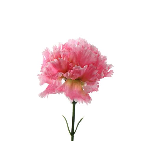 SINGLE CARNATION 60CM PINK