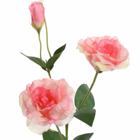 LYSIANTHUS 67CM SALMON