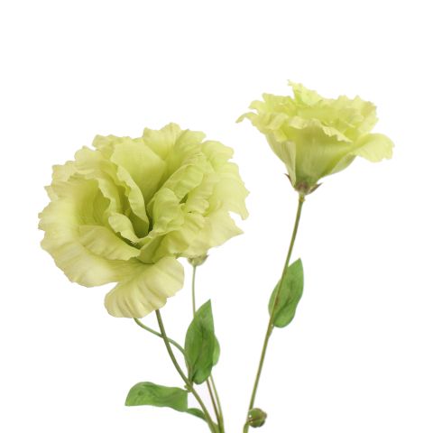 LYSIANTHUS 70CM GREEN