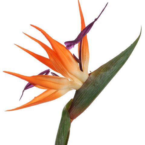 BIRD OF PARADISE 58CM ORANGE