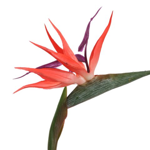BIRD OF PARADISE 58CM RED