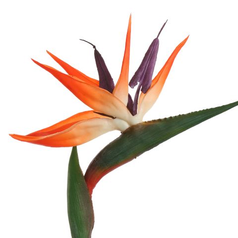 BIRD OF PARADISE 85CM ORANGE