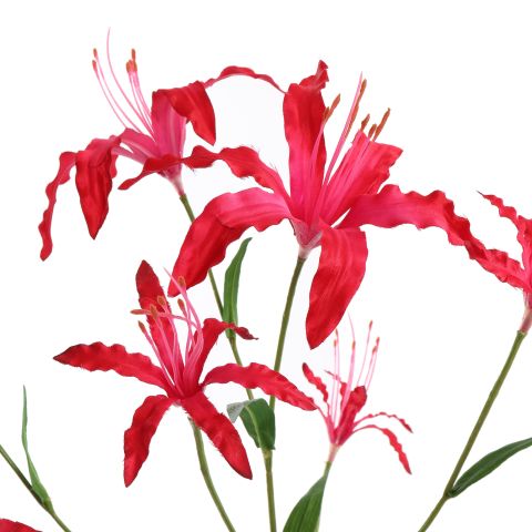 LYCORIS RADIATA 90CM BEAUTY