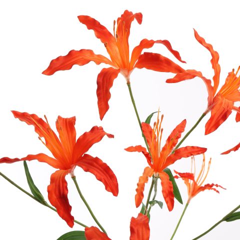 LYCORIS RADIATA 90CM ORANGE