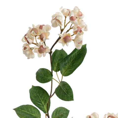 EUPONYMOUS 82CM CREAM
