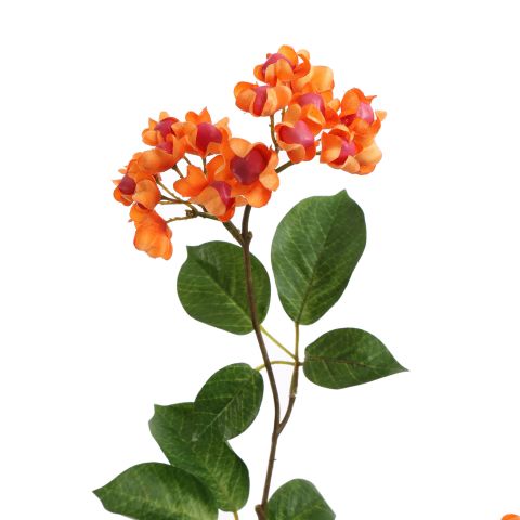 EUPONYMOUS 82CM ORANGE