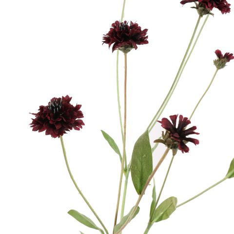 CORNFLOWER 90CM BORDEAUX