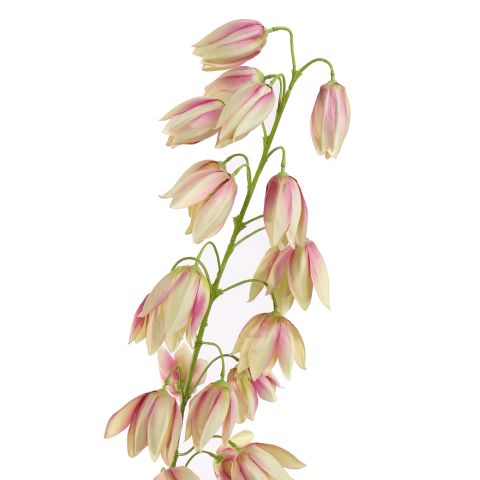 SHIRUI LILY 102CM PINK