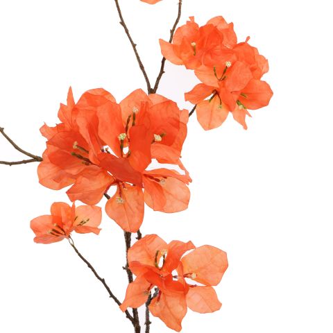 BOUGAINVILLEA 111CM CORAL 