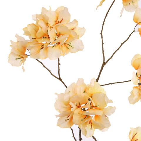 BOUGAINVILLEA 111CM YELLOW