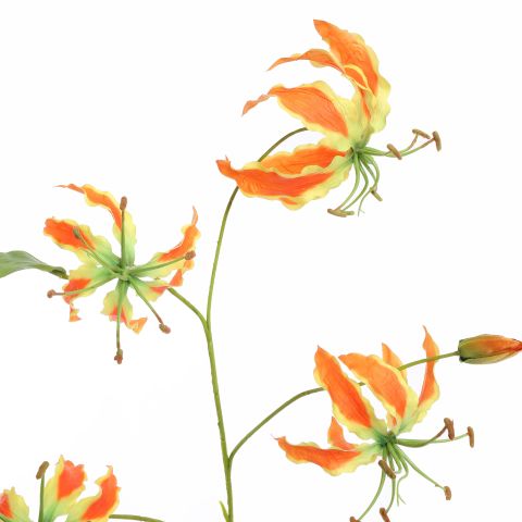 GLORIOSA LILY 106CM ORANGE