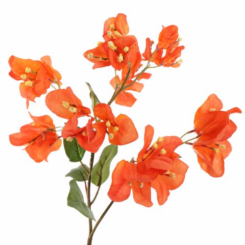 BOUGAINVILLEA 70CM ORANGE