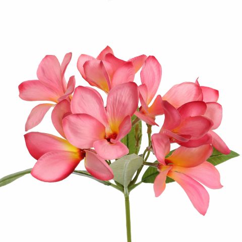 FRANGIPANI 90CM BEAUTY