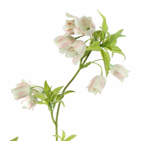 ENKIANTHUS 82CM CREAM