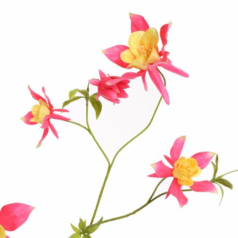 AQUILEGIA SPRAY 104CM BEAUTY