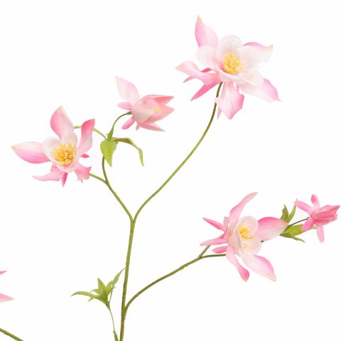 AQUILEGIA SPRAY 104CM PINK