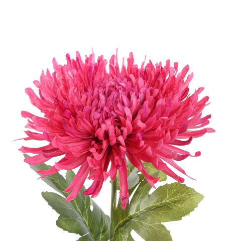 SPIDER MUM 70CM BEAUTY