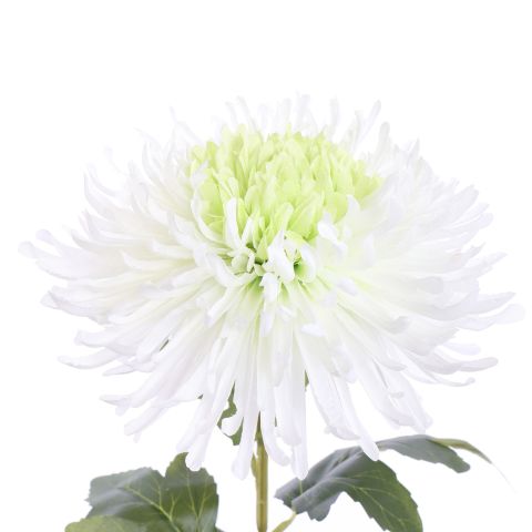 SPIDER MUM 70CM CREAM GREEN