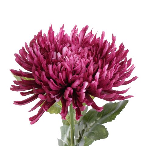 SPIDER MUM 70CM LAVENDER