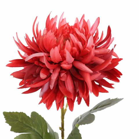 LARGE MUM 76CM BEAUTY