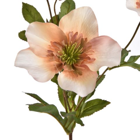 HELLEBORUS 67CM AMBER