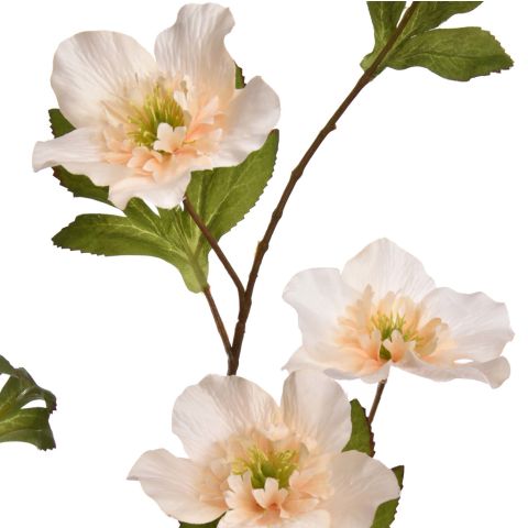 HELLEBORUS 95CM VANILLA