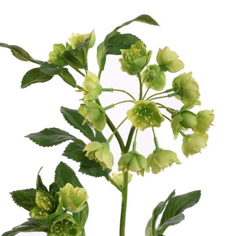 MATHIASELLA 67CM GREEN