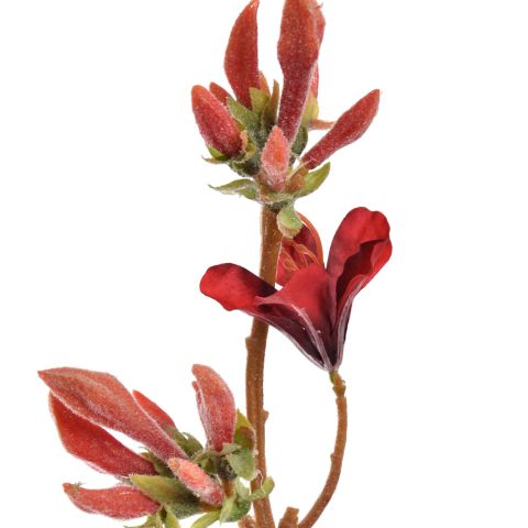 RHODODENDRON SPRAY 90CM RED