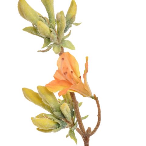 RHODODENDRON SPRAY 90CM YELLOW